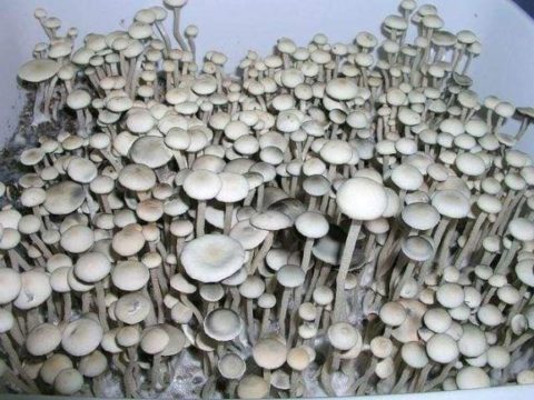 mushroom spore syringe for sale
