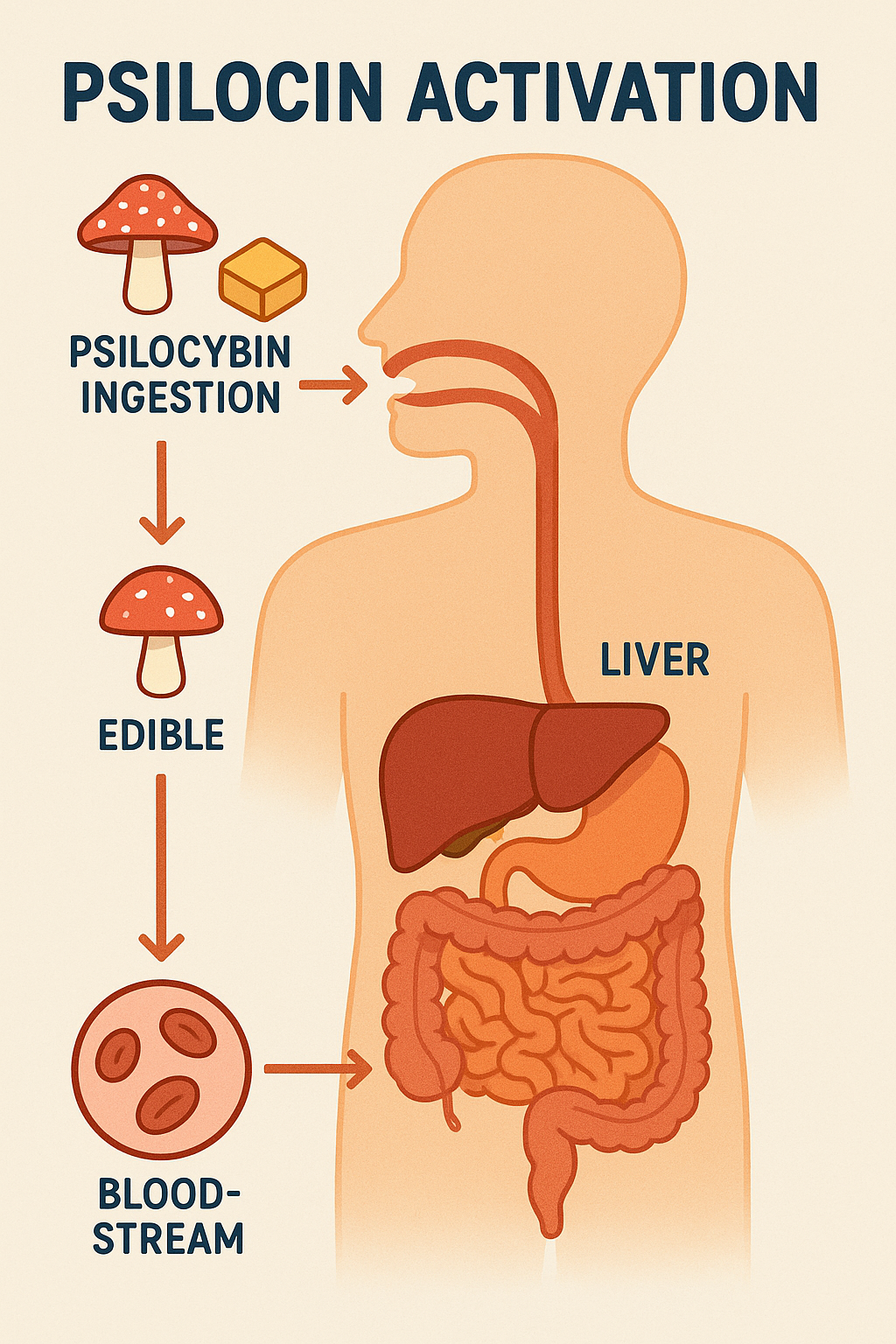 Graphic of human digestion showing how psilocybin is converted to psilocin through the liver