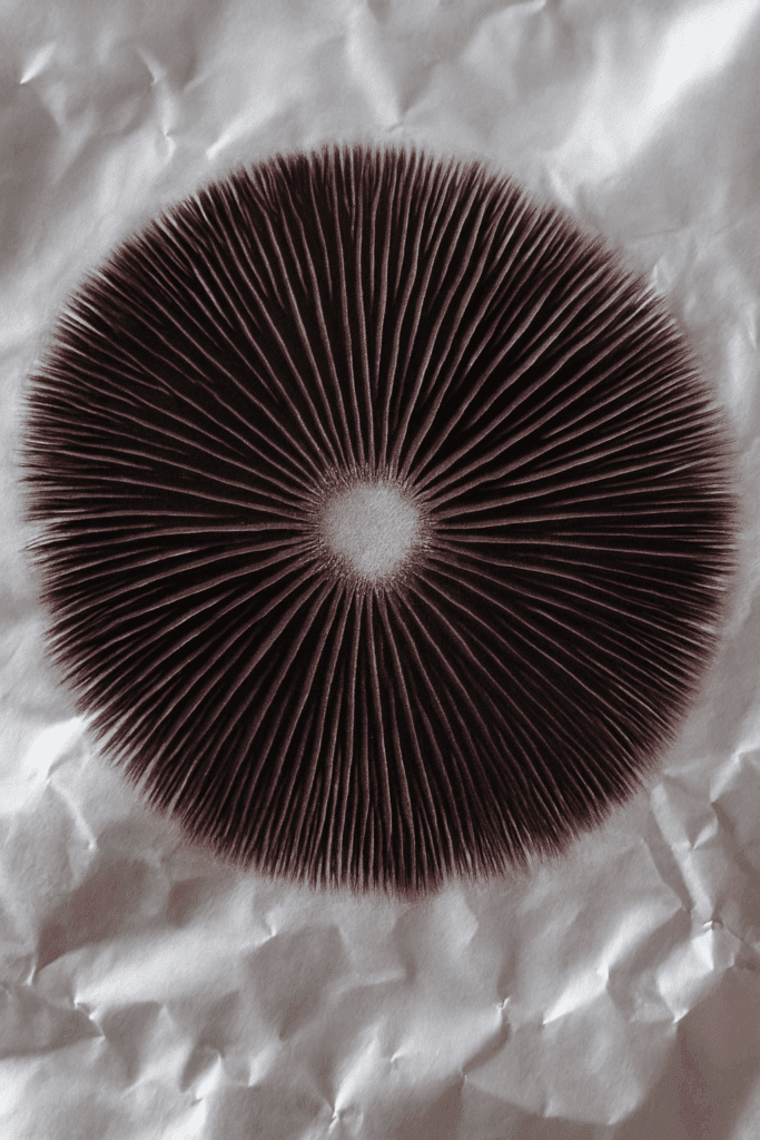 High-resolution photo of a circular mushroom spore print in dark brown on crumpled white paper