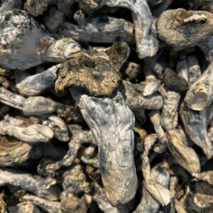 albino bluey vuitton