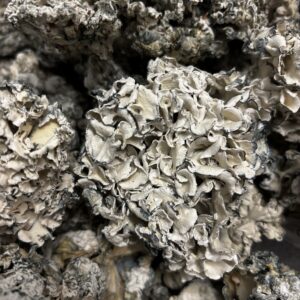 Enigma (1/8th) Dried Fruits