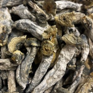 Albino Makilla Gorilla (1/8th) Dried Fruits