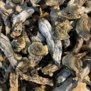 Albino Makilla Gorilla (1/8th) Dried Fruits